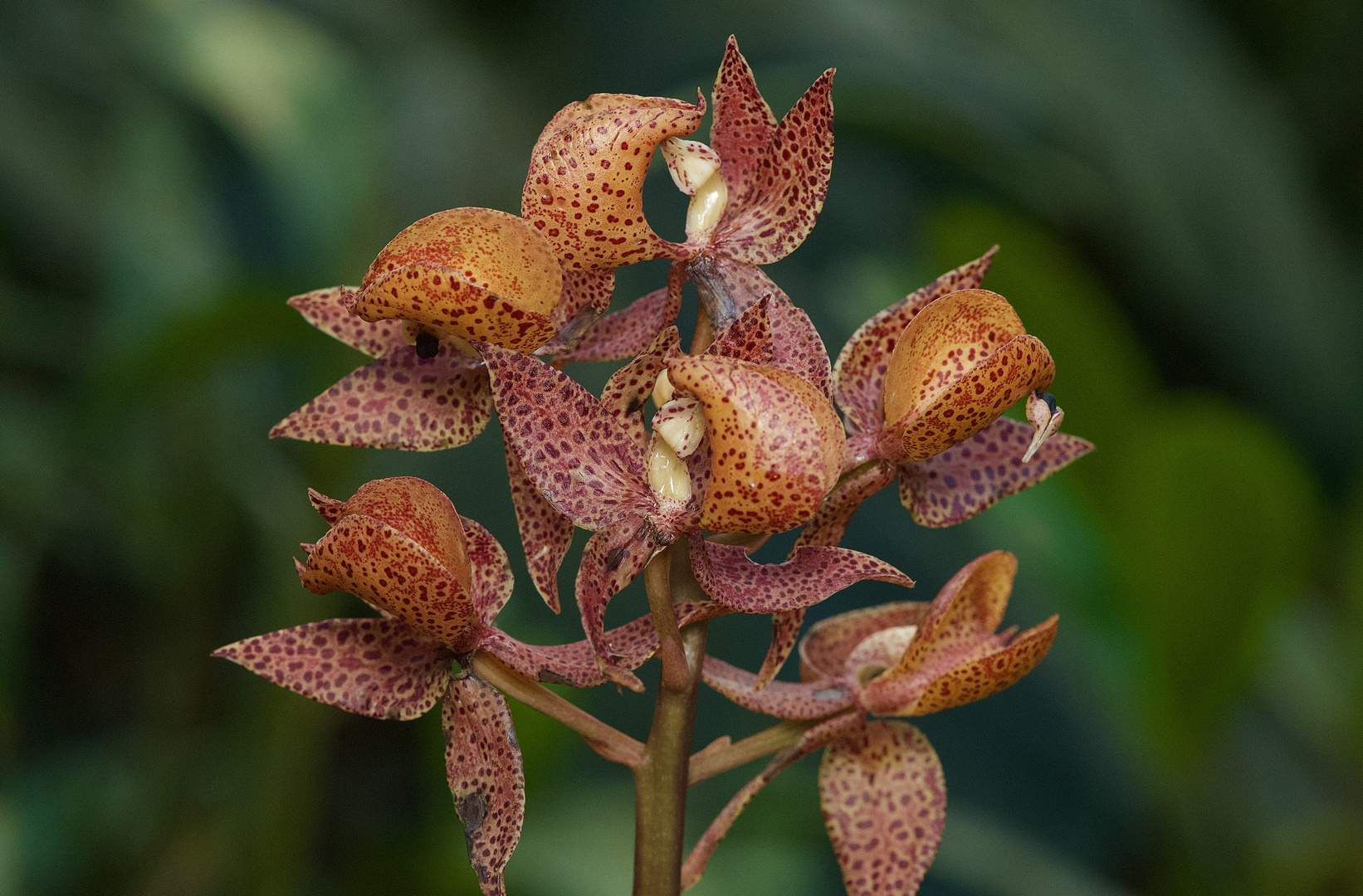 Wilde Orchideen aus dem Nebelwald von Peru 