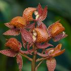 Wilde Orchideen aus dem Nebelwald von Peru 