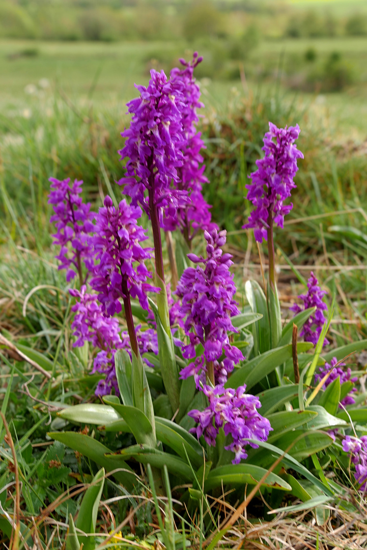 Wilde Orchideen