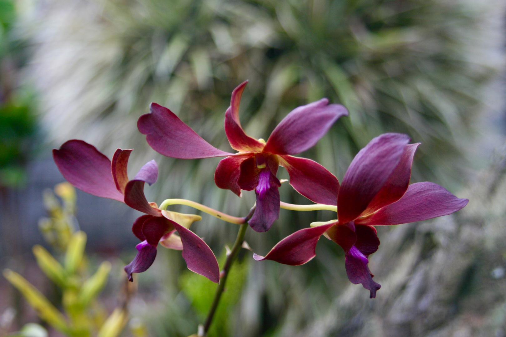 Wilde Orchideen