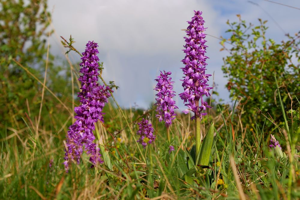 Wilde Orchideen