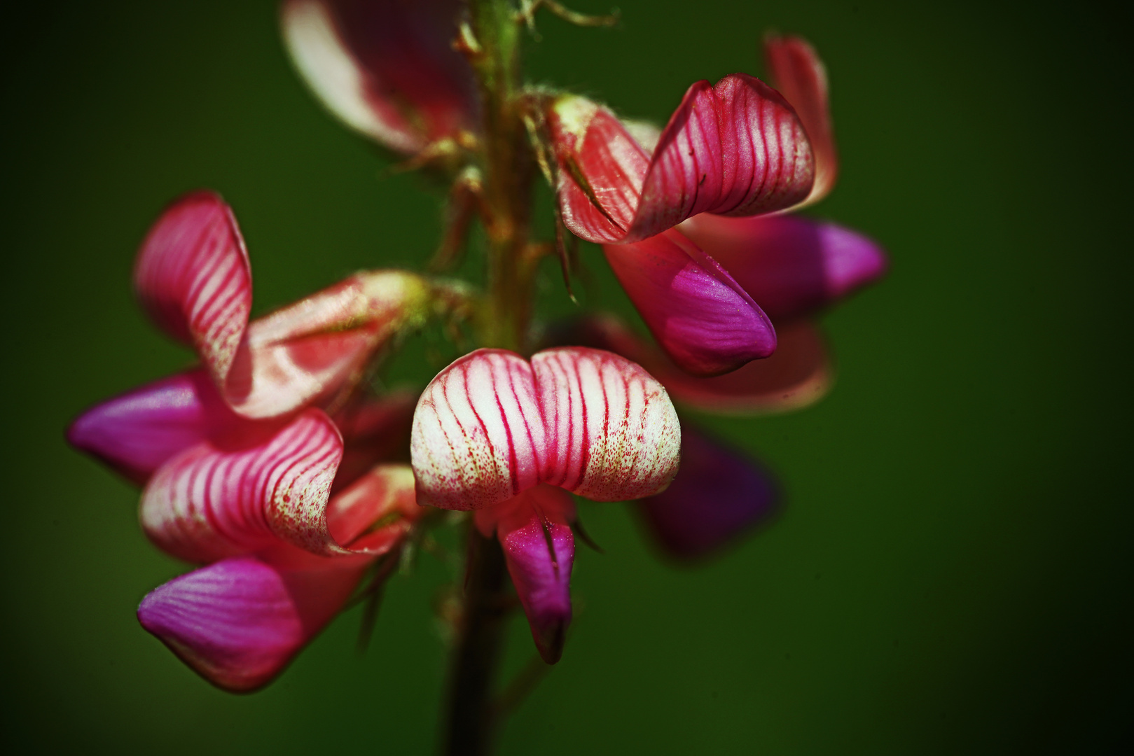 Wilde Orchideen...