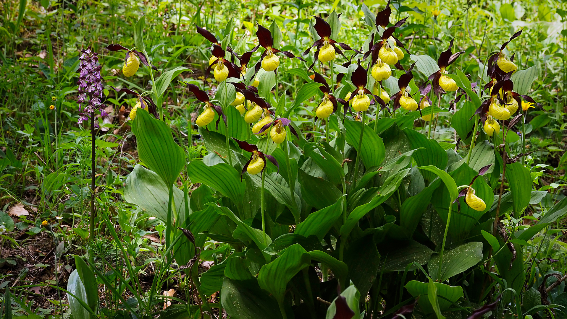  Wilde Orchideen in Deutschland 