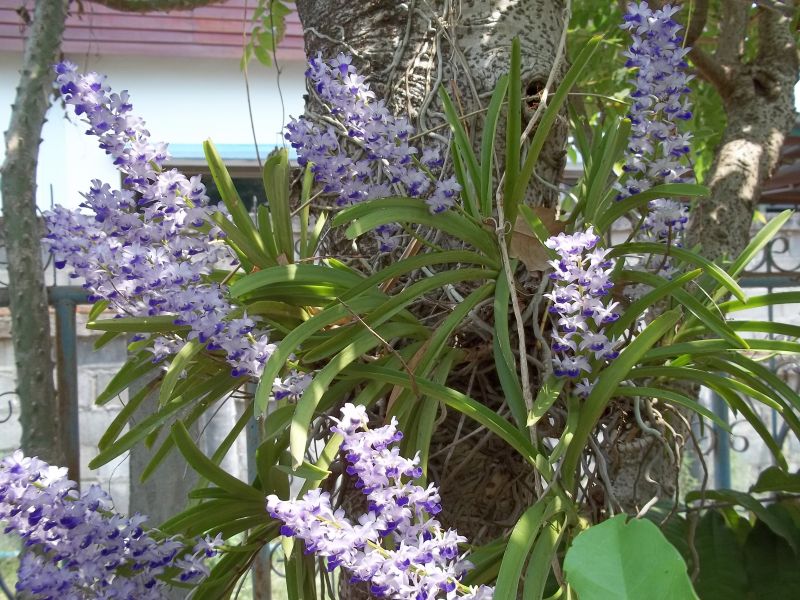Wilde Orchideen in meinem Garten Foto & Bild archiv projekte