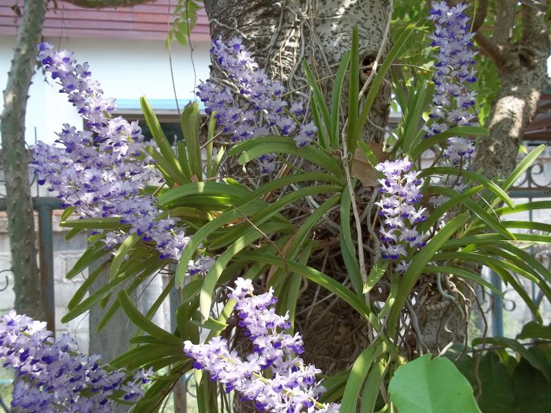 Wilde Orchideen in meinem Garten