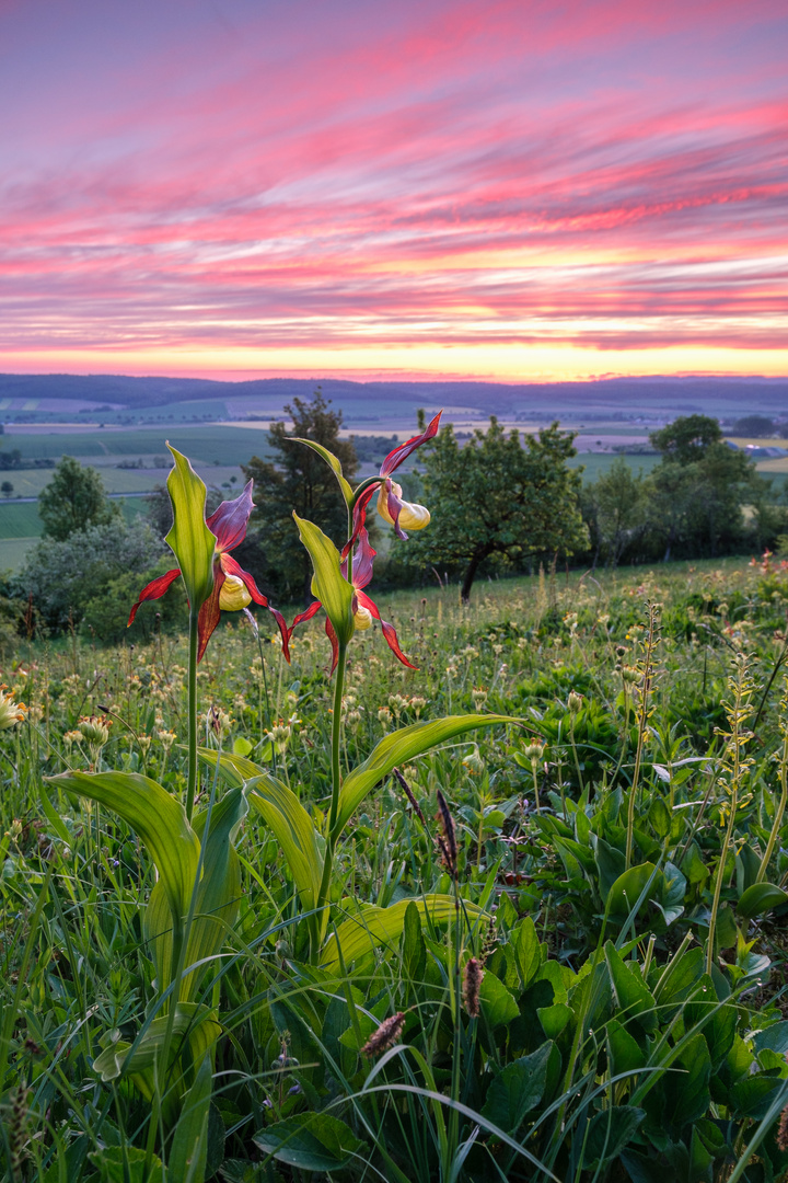 Wilde Orchideen zum Sonnenaufgang