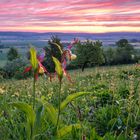 Wilde Orchideen zum Sonnenaufgang