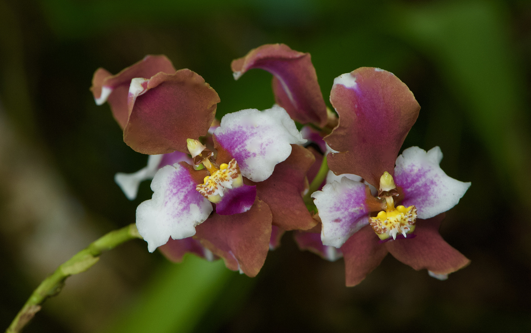 Wilde Orchiodee aus dem Nebelwald von Peru