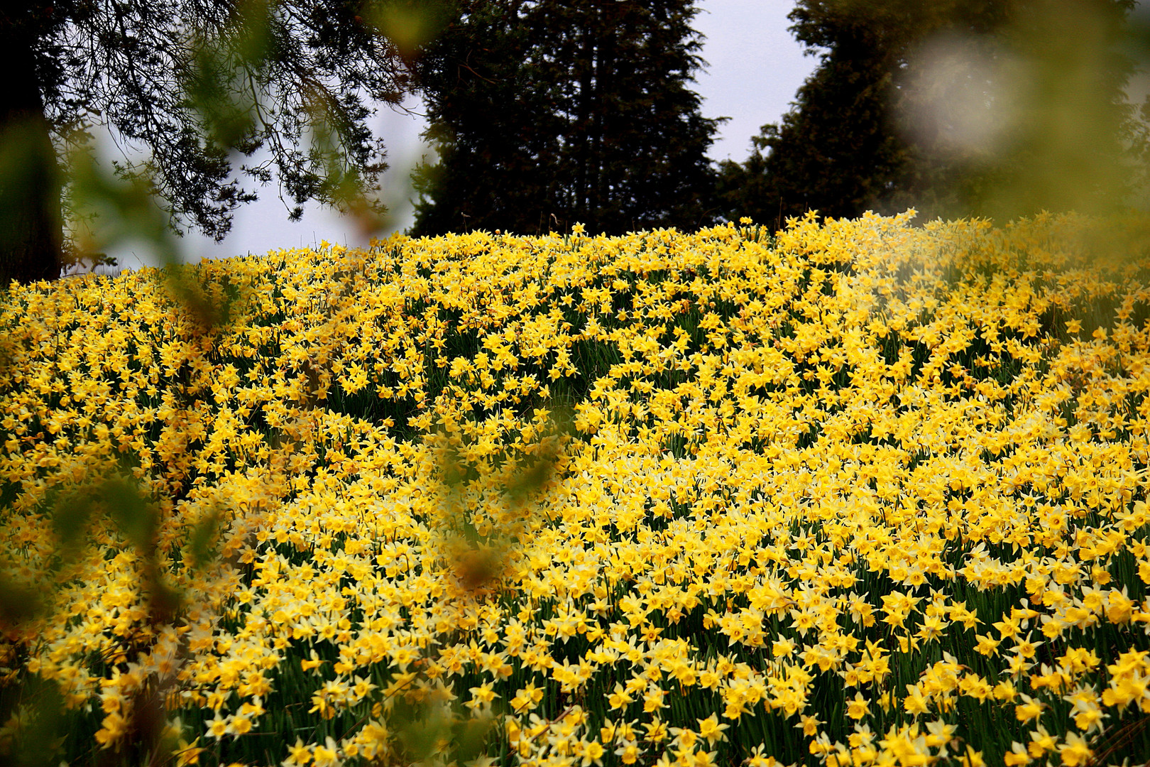 Wilde Osterblumen in voller Pracht .