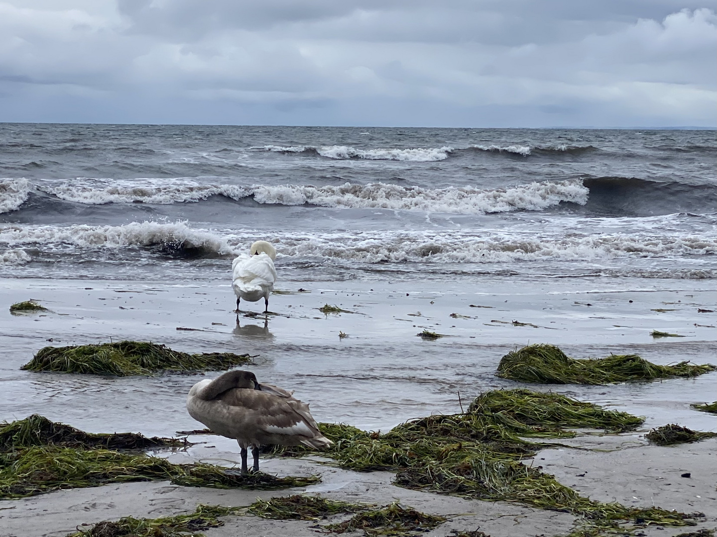 Wilde Ostsee