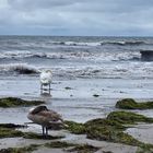 Wilde Ostsee