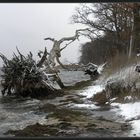 Wilde Ostsee