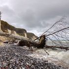 Wilde Ostsee