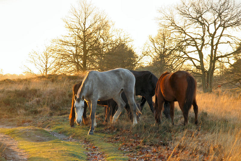 wilde paarden