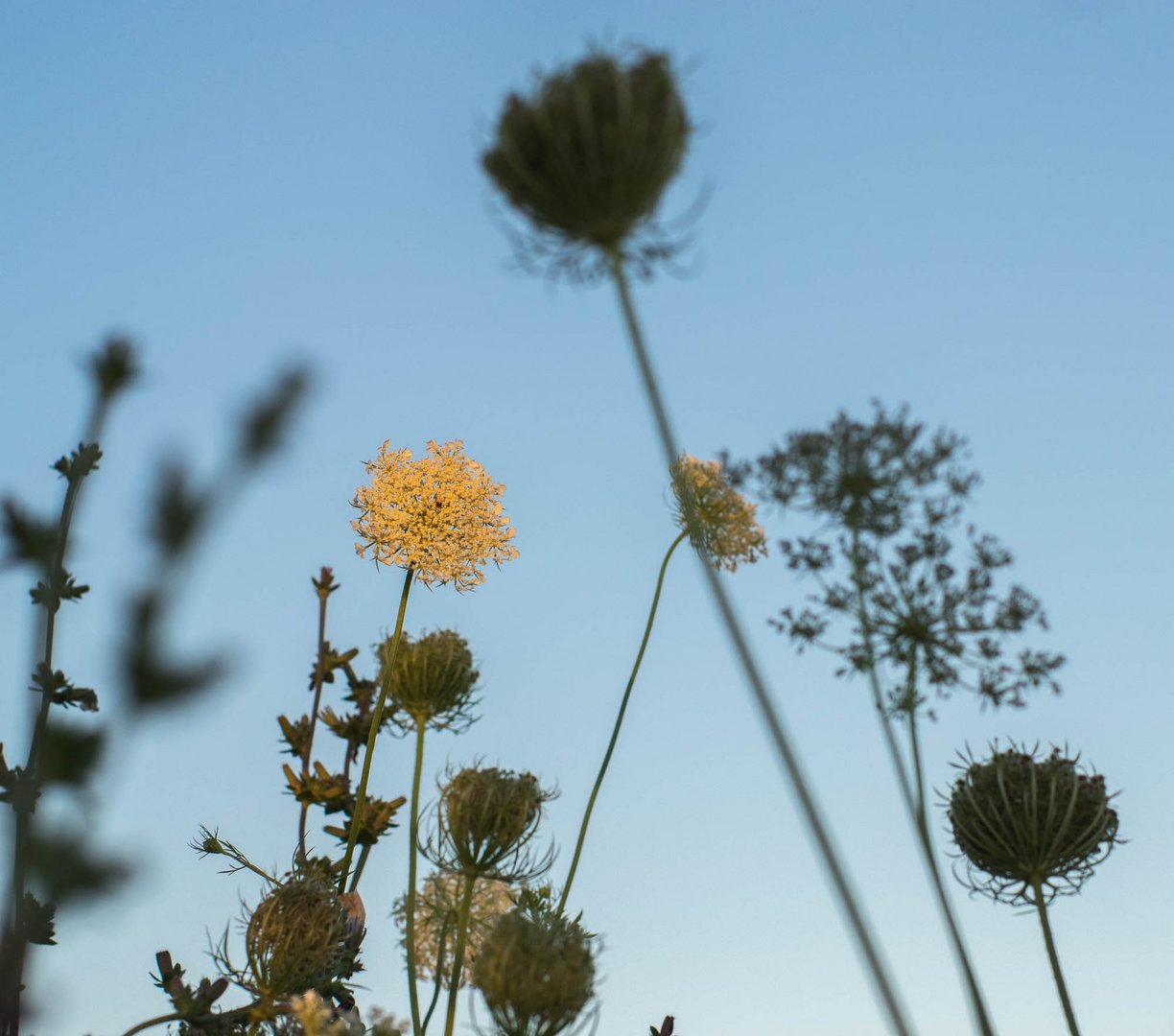 Wilde peen / Daucus carota