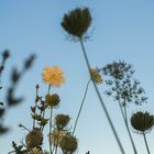 Wilde peen / Daucus carota