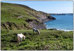Wilde Pferde an St. Davids Head