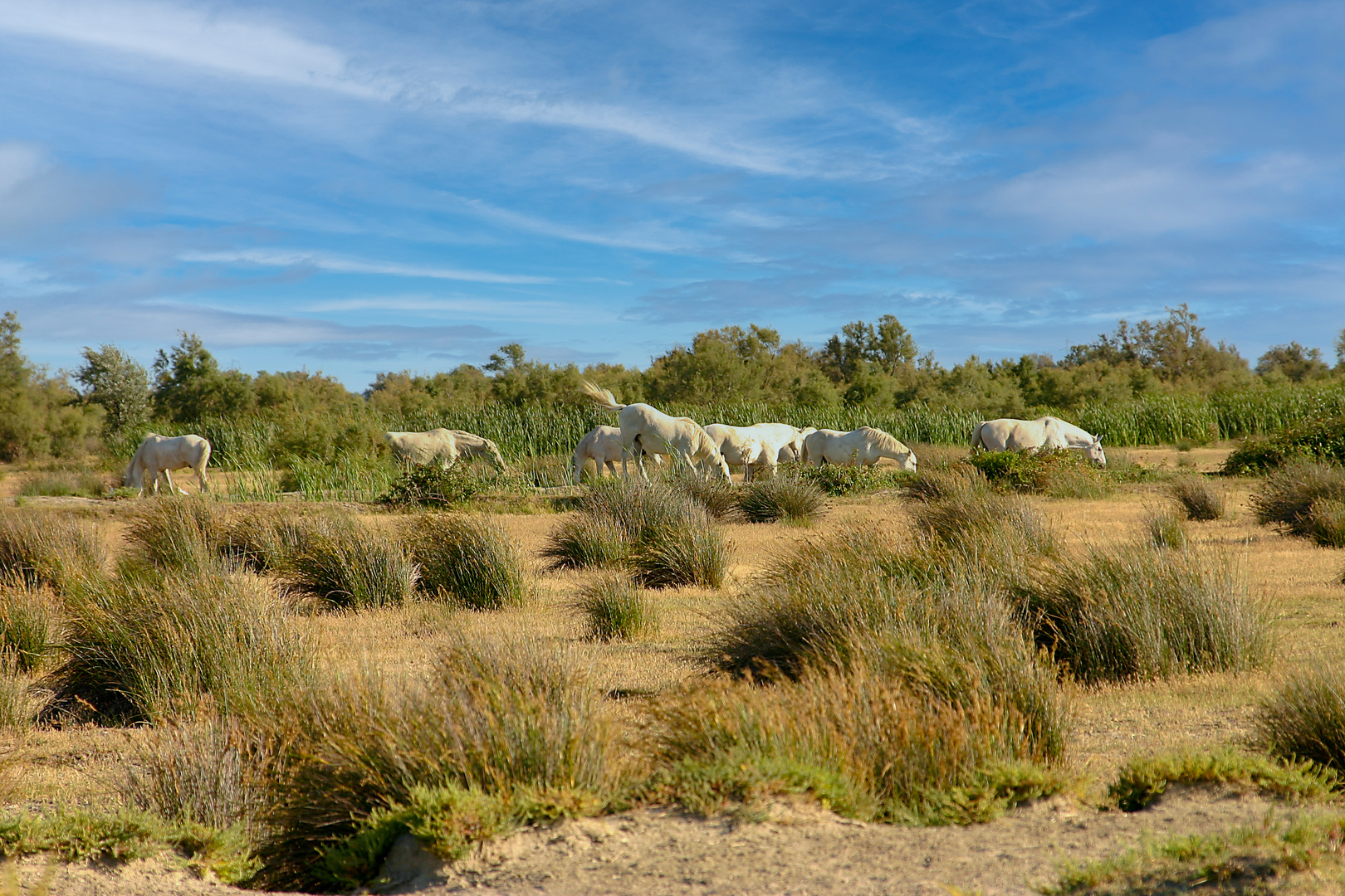 Wilde Pferde in der Camargue