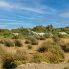 Wilde Pferde in der Camargue