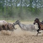 wilde Pferde in der ungarischen Puszta