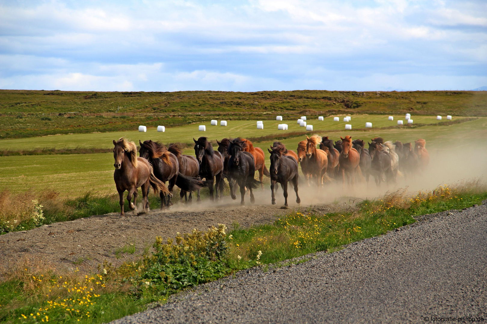 Wilde Pferde in Island