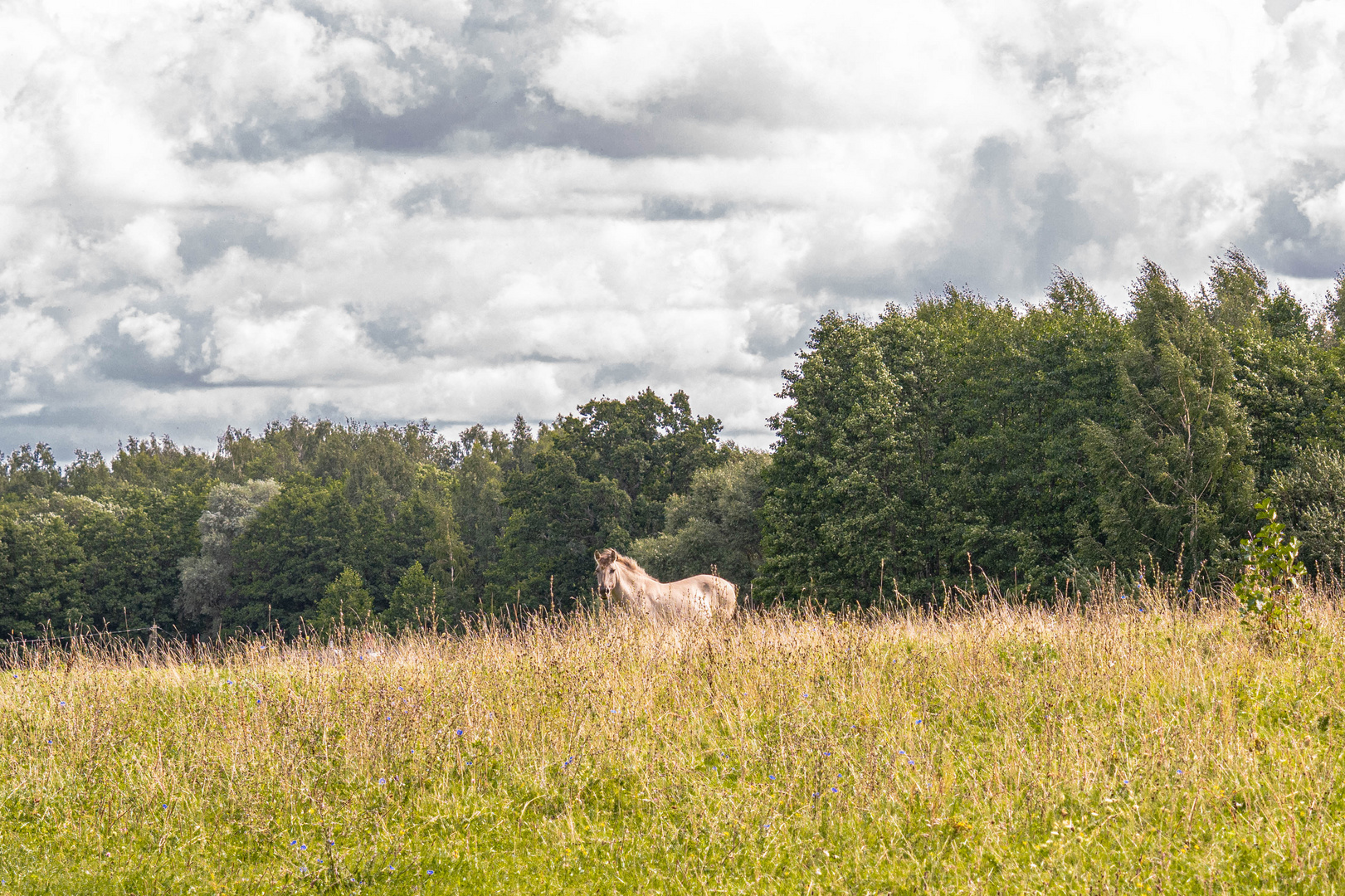 Wilde Pferde in Lettland..