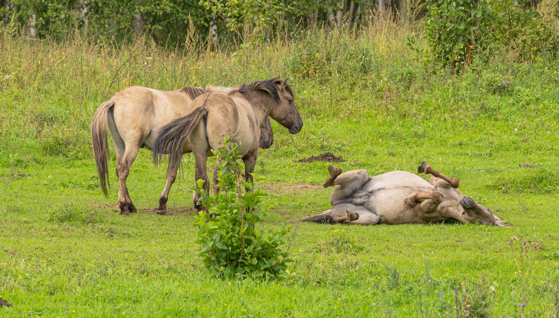 Wilde Pferde in Lettland...