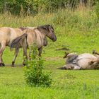 Wilde Pferde in Lettland...