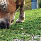 Wilde Pferde in Österreich