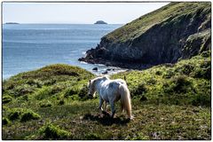 Wilde Pferde in Wales