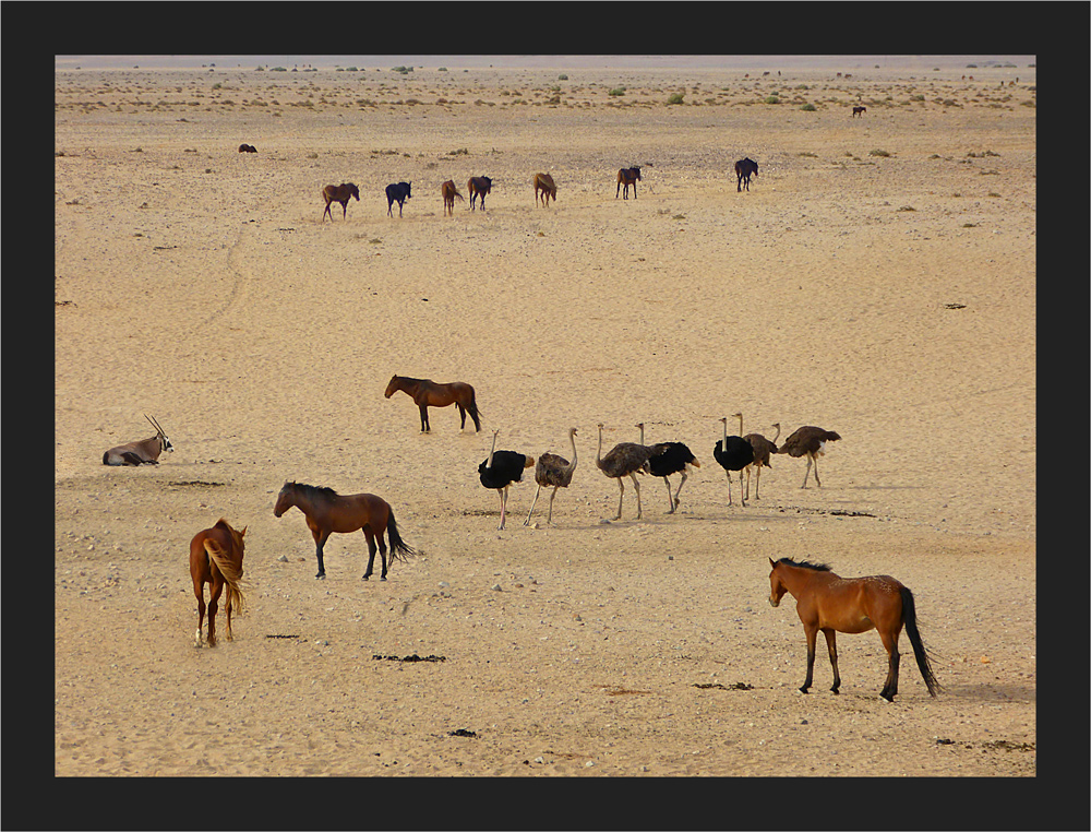 Wilde Pferde, Strausse und ein Oryx