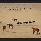 Wilde Pferde, Strausse und ein Oryx