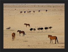 Wilde Pferde, Strausse und ein Oryx