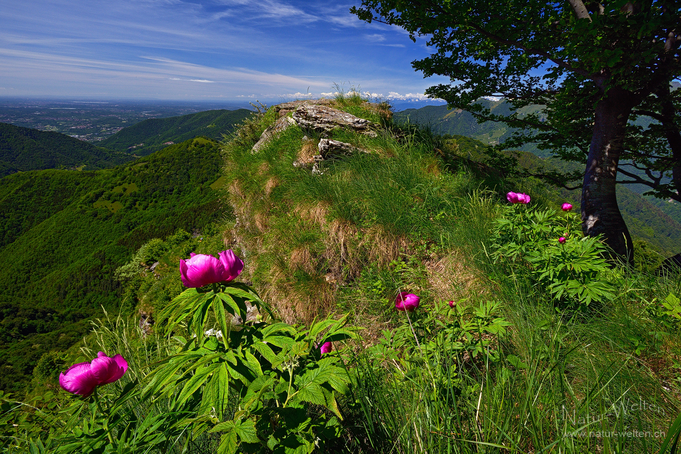 Wilde Pfingstrosen