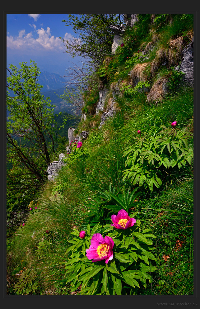 Wilde Pfingstrosen im Tessin