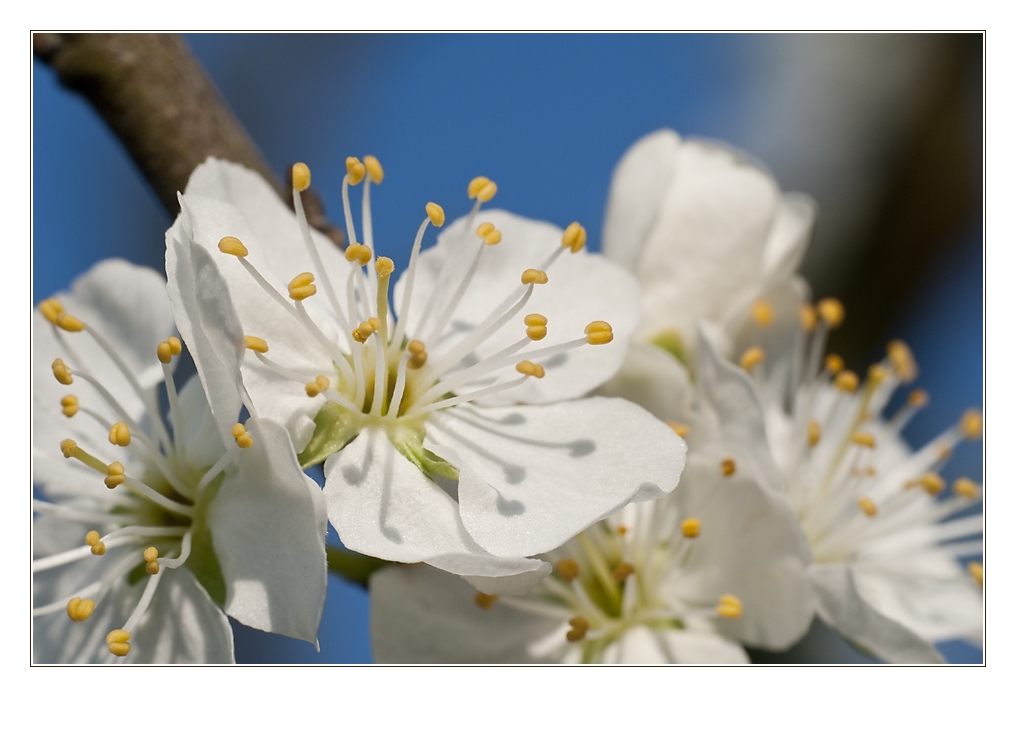 wilde Pflaume im Frühling