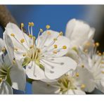 wilde Pflaume im Frühling