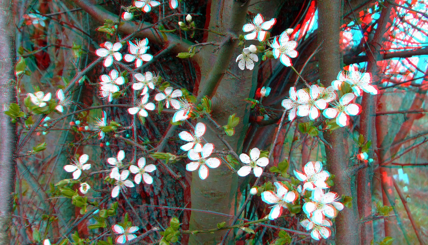 Wilde Pflaumenblüten in 3D