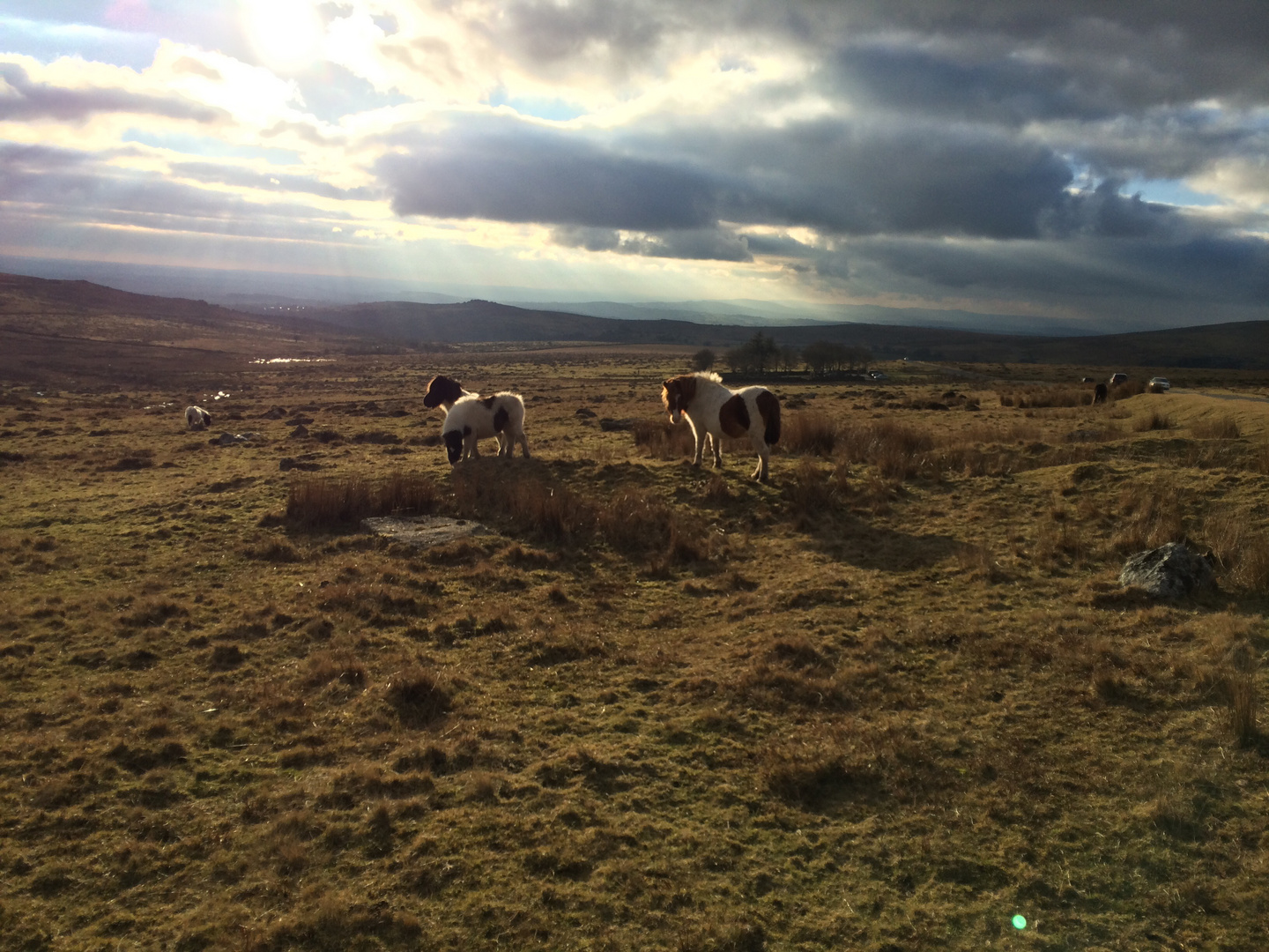 Wilde Ponyfamilie in Dartmoor