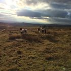 Wilde Ponyfamilie in Dartmoor