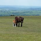 Wilde Ponys in Südengland - Harmonie pur