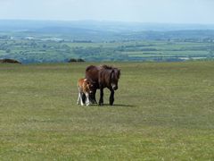 Wilde Ponys in Südengland - Harmonie pur