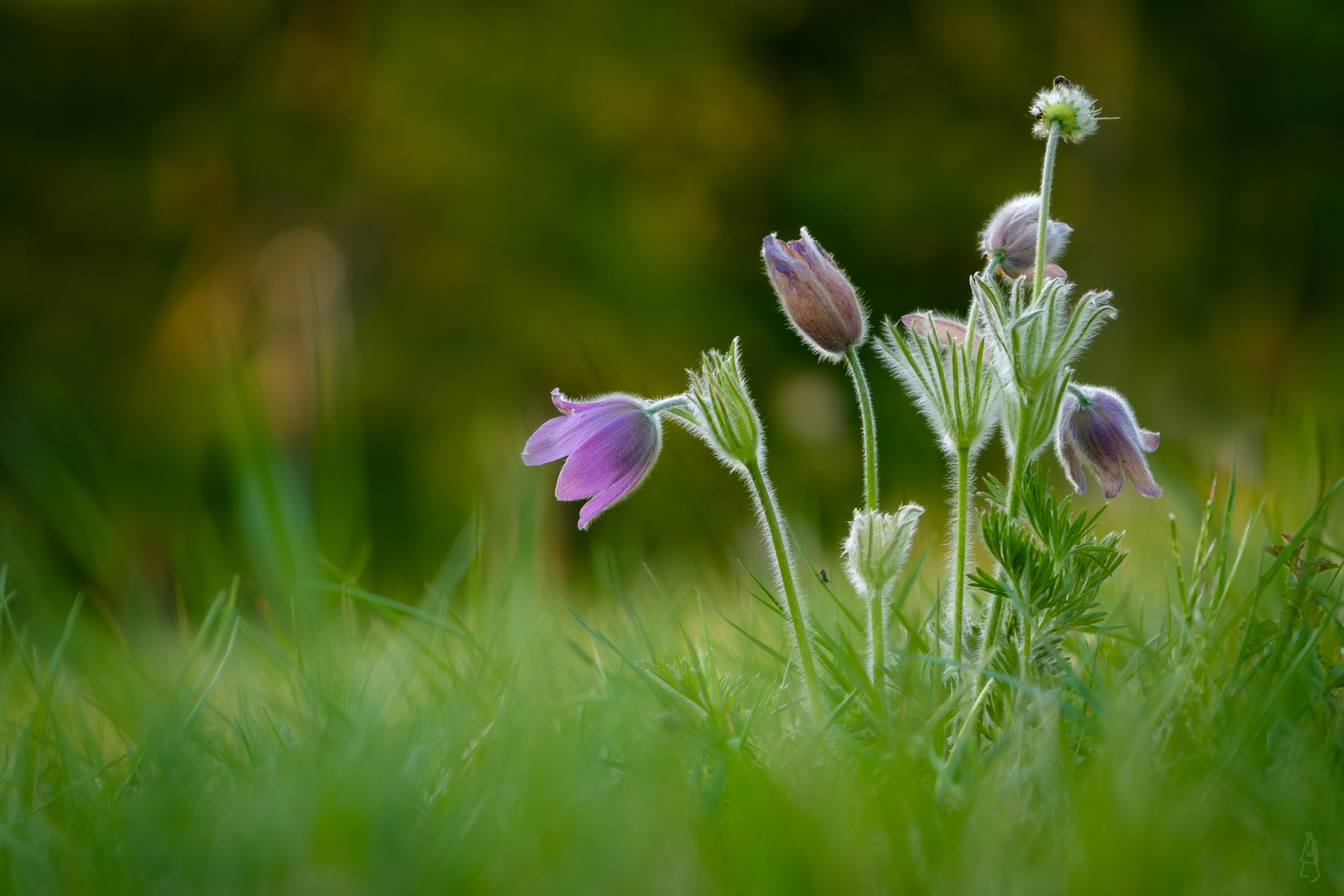 Wilde Pulsatilla Vulgaris mit Insektenbesuch