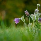 Wilde Pulsatilla Vulgaris mit Insektenbesuch