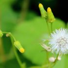 wilde Pusteblume