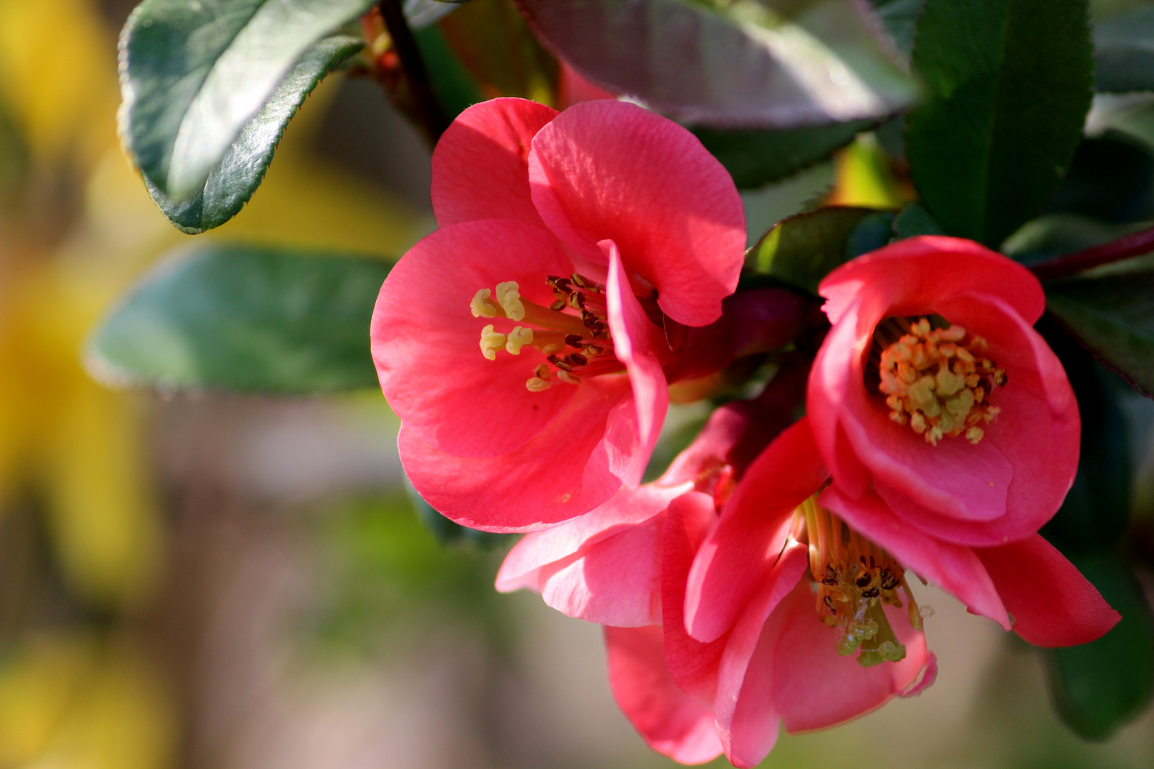 Wilde Quittenblüten