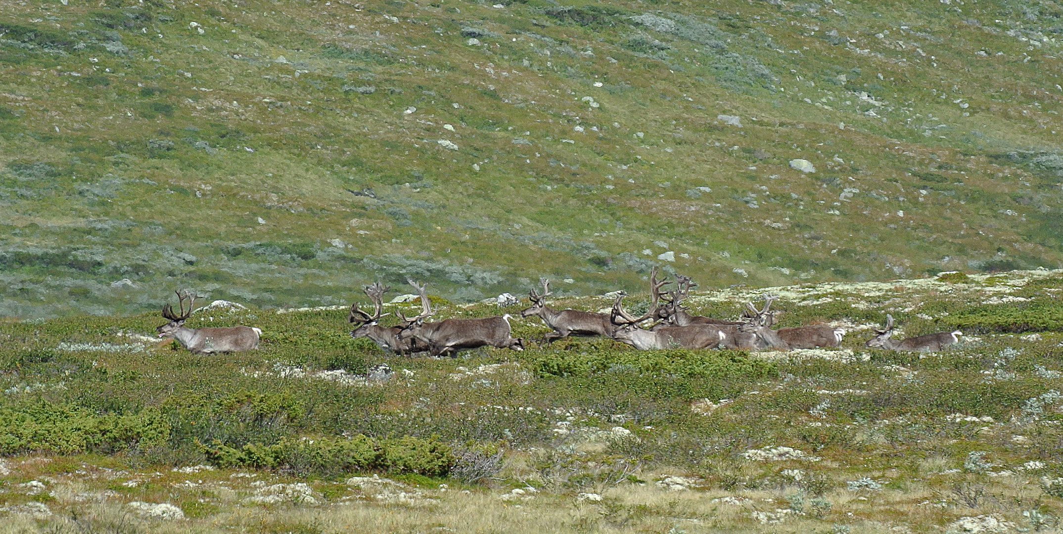 Wilde Rentire im Dovrefiellnationalpark/Norwegen - 2013