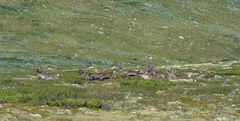 Wilde Rentire im Dovrefiellnationalpark/Norwegen - 2013