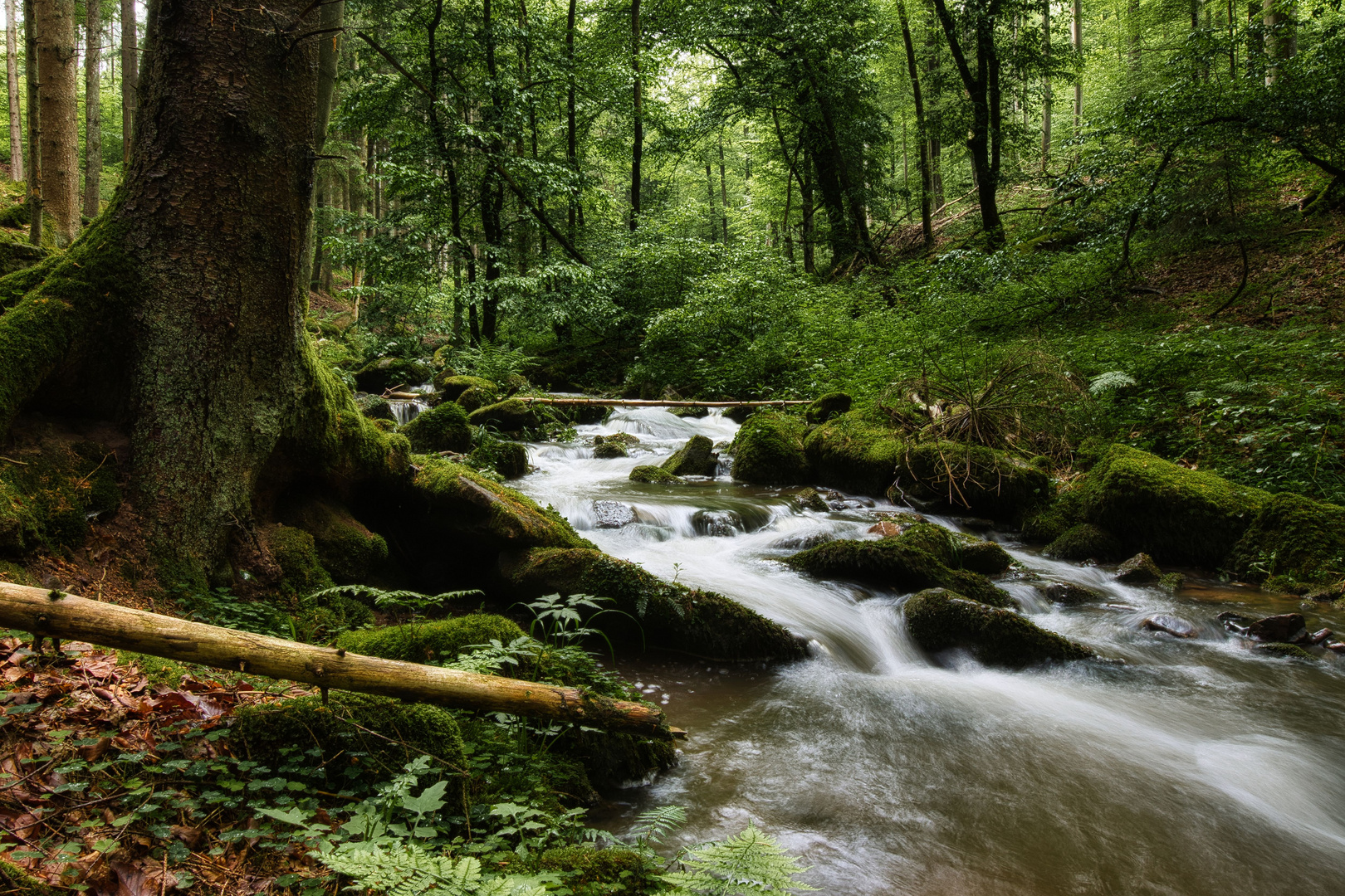 wilde Rhön