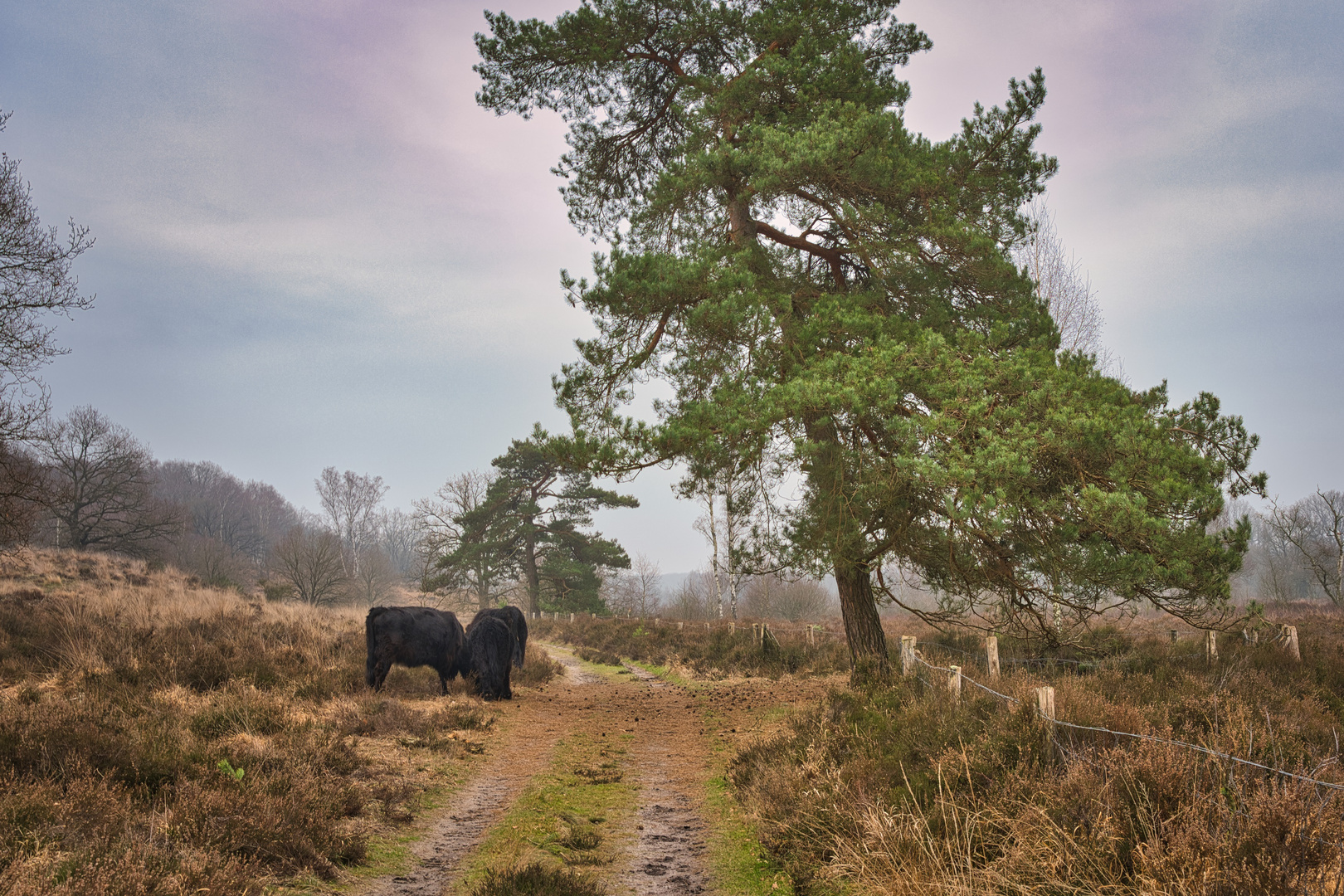 Wilde Rinder im Naturpark